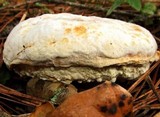 Hypomyces microspermus image
