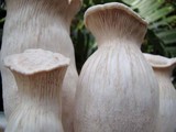 Pleurotus nebrodensis image