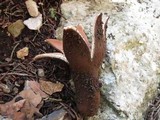 Chorioactis geaster image
