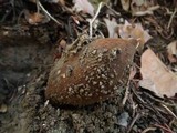 Chorioactis geaster image