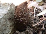 Chorioactis geaster image