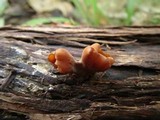 Dacryopinax elegans image