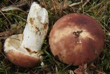 Russula vesca image