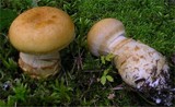 Cortinarius triumphans image