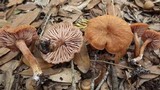 Laccaria vinaceobrunnea image