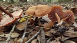 Laccaria vinaceobrunnea image