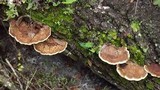 Phellinus gilvus image