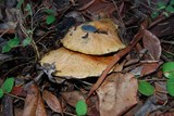 Suillus caerulescens image