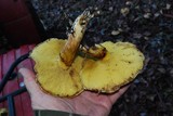 Suillus caerulescens image