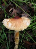 Lepiota magnispora image