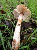 Lepiota magnispora image