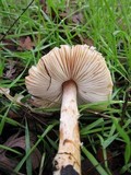 Lepiota magnispora image