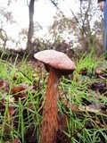 Battarrea phalloides image