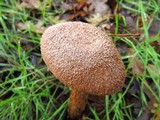 Battarrea phalloides image