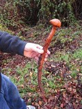 Battarrea phalloides image