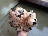 Tricholoma dryophilum image