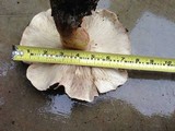 Tricholoma dryophilum image