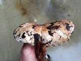 Tricholoma dryophilum image