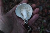 Hygrophorus eburneus image