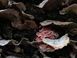 Byssomerulius incarnatus image