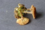 Inocybe tubarioides image