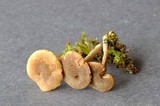 Inocybe tubarioides image