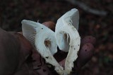 Hygrophorus eburneus image
