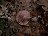 Hygrophorus russula image