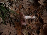 Hygrophorus russula image