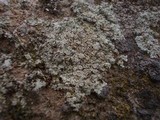 Lecanora muralis image