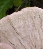 Hexagonia variegata image