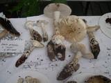 Amanita smithiana image