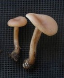 Clitocybe fragrans image