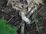 Boletus variipes image