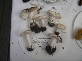 Amanita silvicola image
