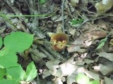 Boletus vermiculosoides image