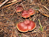 Cortinarius californicus image