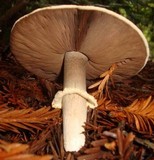 Agaricus hondensis image