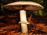 Agaricus hondensis image