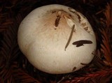 Agaricus hondensis image
