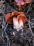 Cortinarius californicus image