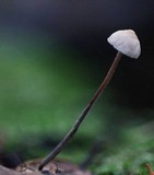 Mycetinis copelandii image