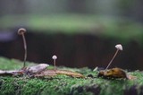 Mycetinis copelandii image