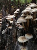 Mycena inclinata image