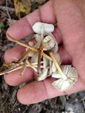 Mycena inclinata image