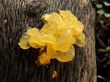 Naematelia aurantia image