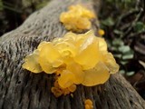 Naematelia aurantia image