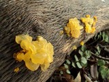 Naematelia aurantia image