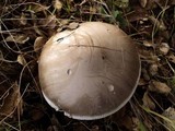 Amanita constricta image