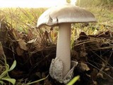 Amanita constricta image